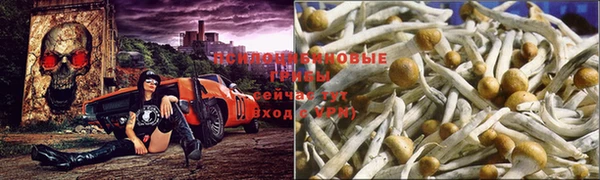 стафф Алексин